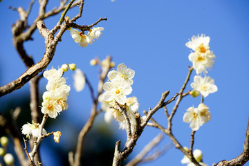 白梅の花