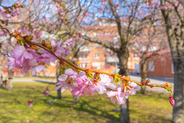 Sakura blooms in Stockholm. Spring in Scandinavia.