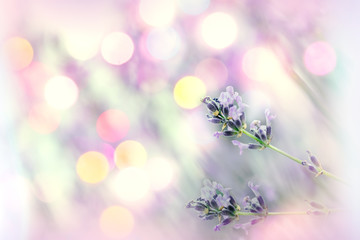 Obraz na płótnie Canvas Selective and soft focus on lavender flower with lens flare background 