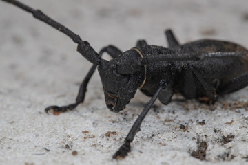 Morime Rugueux  (Morimus)