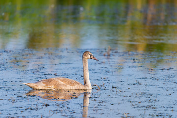 Young gray mute swan or Cygnus olor swimming on the water