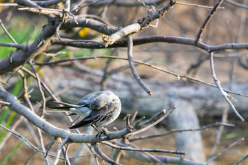 White Wagtail or Motacilla alba. Wagtails is a genus of songbirds. Wagtail is one of the most useful birds. It kills mosquitoes and flies, which deftly chases in the air