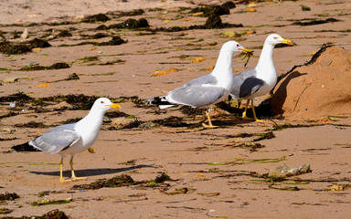 Portrait of a seagull. A group of seabirds on a caved beach. Wild gulls. Seabird on a polluted beach. Stock Photo.