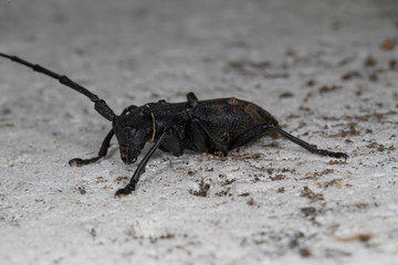 Morime Rugueux  (Morimus)