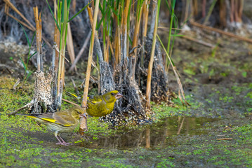 Two European Greenfinches or Carduelis chloris on water-place