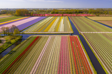 Obraz premium Tulipfields in full blossom from above in Holland with a single tractor
