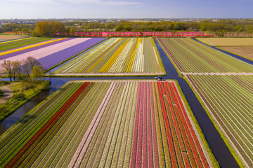 Tulipfields in full blossom from above in Holland with a single tractor