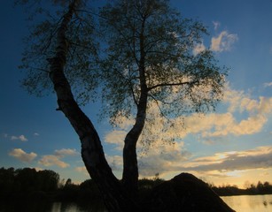 brzoza o zachodzie © Piotr
