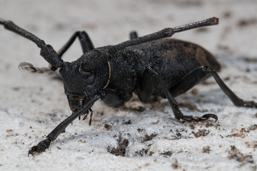 Morime Rugueux  (Morimus)