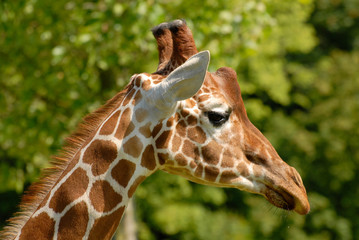 Portrait profile d'une girafe