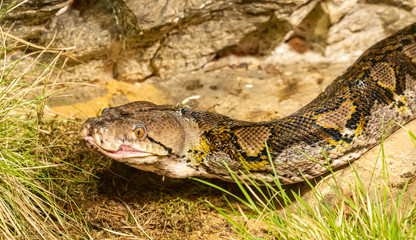 portrait of big python snake (Python molurus)