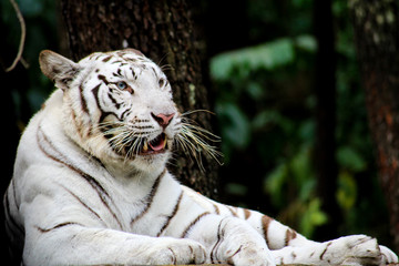 white Bengal tiger