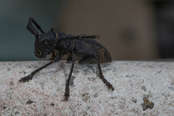 Morime Rugueux  (Morimus)