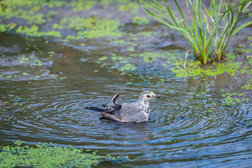White Wagtail or Motacilla alba is bathed in water. Wagtails is a genus of songbirds. Wagtail is one of the most useful birds. It kills mosquitoes and flies, which deftly chases in the air