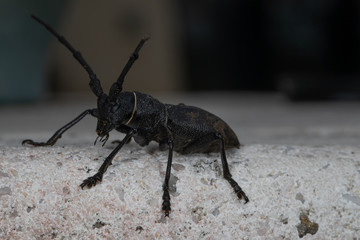 Morime Rugueux  (Morimus)