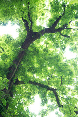 Fototapeta premium Looking up into horse chestnut tree showing fresh spring leaves