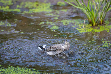 White Wagtail or Motacilla alba is bathed in water. Wagtails is a genus of songbirds. Wagtail is one of the most useful birds. It kills mosquitoes and flies, which deftly chases in the air