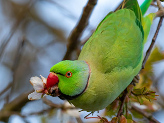 portrait of a beautiful ringed neck parakeet parrot on a tree branch