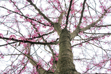 Obraz premium Close up pink tree branches