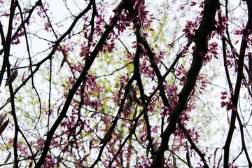 Close up pink tree branches