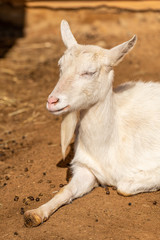portrait of white goat laying on the ground