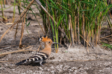 Eurasian Hoopoe or Common hoopoe or Upupa epops