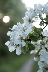 Cherry and Apple blossom 