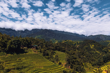 Paisaje de los arrozales verdes de Vietnam