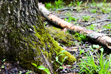 Close up tree stump