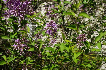 Aufblühender Flieder bei Sonnenschein