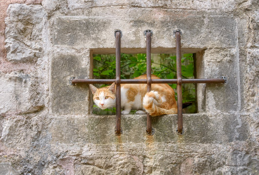 Cat, red tabby with white, sitting patiently behind iron bars in a window of an old stone masonry house