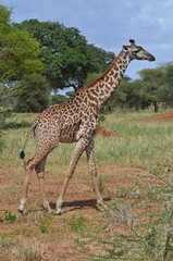 Giraffe