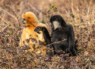 gibbons family with black father and golden mother and child sitting in bushes