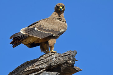 Eastern Chanting Ggoshawk