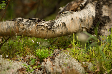 tree stump in the forest