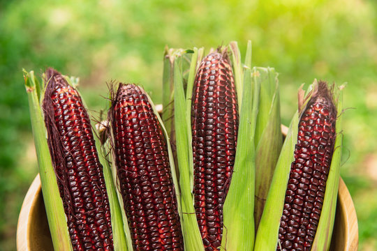 Fresh red corn on rustic wooden table. Grains of ripe corn on wooden background.