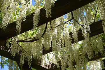 Glycine blanche au printemps