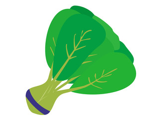 チンゲン菜　野菜　ベクター　イラスト
