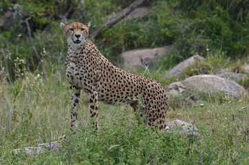 Cheetah