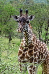 Obraz premium Giraffe