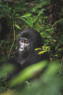 Black gorilla among the nature