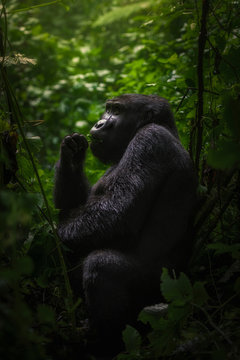 Black gorilla among the nature