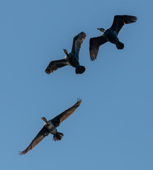 three cormorant birds in flight on blue sky