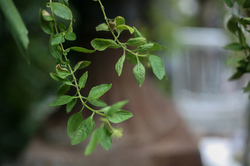 close up to green leaves.