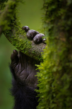 Black gorilla holding tree
