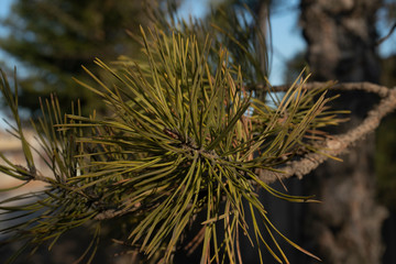 Green pine branch. Texture for the background.