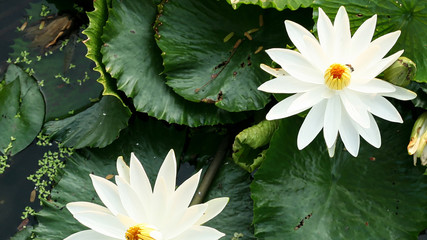 Lotus and texture lotus leaf.