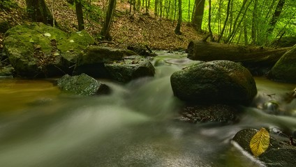Strumień leśny © Piotr