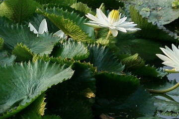 texture and detail of lotus leafs.
