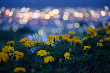 Obraz na płótnie Canvas 北海道の夜景とマリーゴールド